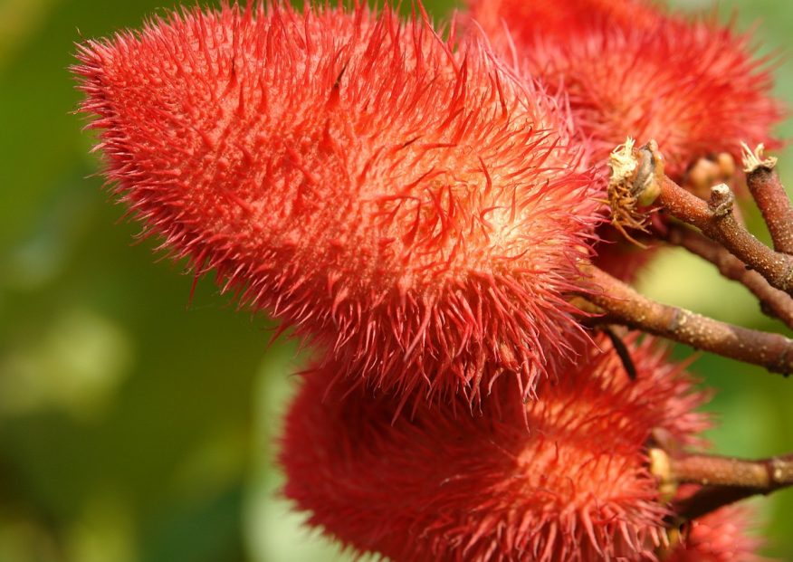 Achiote, czyli produkt niezbędny w Twojej apteczce ziołowej!