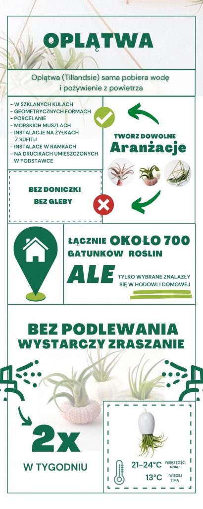 Infografika Oplątwa