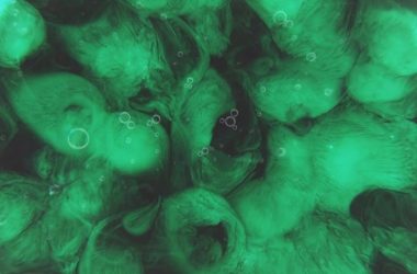 Co to są algi morskie i dlaczego warto je spożywać?